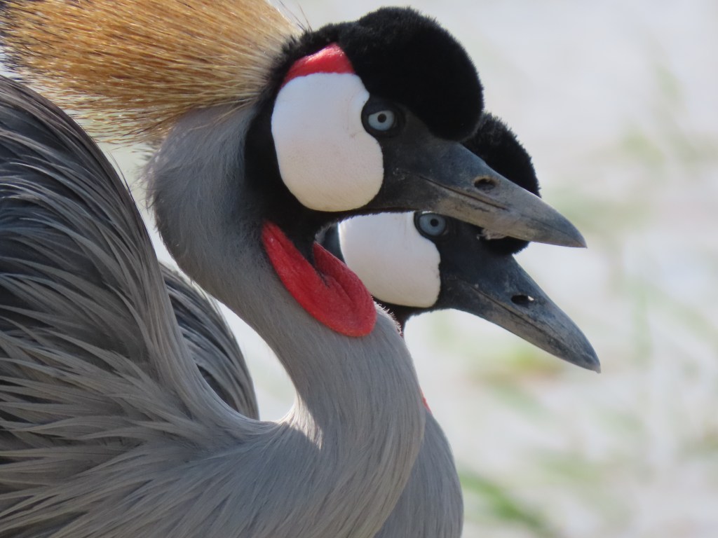 Into Kenya at Last:&nbsp;Amboseli